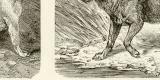 Wildhunde Hyänen I.-II. Holzstich 1892 Original der Zeit