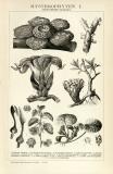 Hysterophyten I. - II. Dikotyledonen Choripetalen historische Bildtafel Holzstich ca. 1892