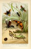 Insekten I. Chromolithographie 1891 Original der Zeit