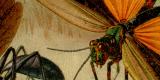 Insekten I. Chromolithographie 1891 Original der Zeit