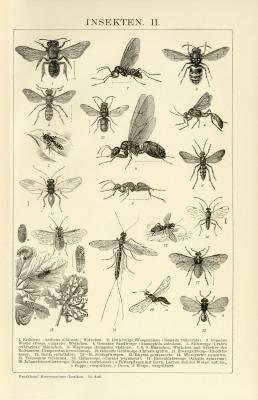 Insekten II. Holzstich 1891 Original der Zeit
