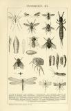 Insekten II. - III. historische Bildtafel Holzstich ca. 1892
