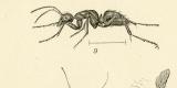 Insekten II. - III. historische Bildtafel Holzstich ca. 1892