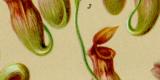 Insektenfressende Pflanzen Chromolithographie 1891 Original der Zeit