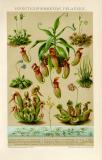 Insektenfressende Pflanzen historische Bildtafel Chromolithographie ca. 1892
