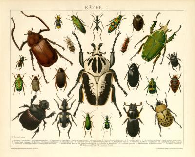Käfer I. Chromolithographie 1892 Original der Zeit