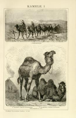 Kamele I. Holzstich 1891 Original der Zeit