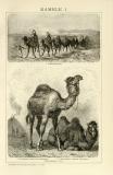 Kamele I. - II. historische Bildtafel Holzstich ca. 1892