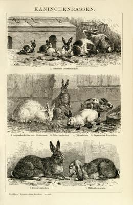 Kaninchen Rassen Holzstich 1892 Original der Zeit