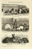 Kaninchen Rassen Holzstich 1891 Original der Zeit