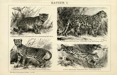 Katzen I.-II. Holzstich 1892 Original der Zeit