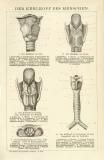 Der Kehlkopf des Menschen Holzstich 1892 Original der Zeit