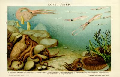 Kopffüsser historische Bildtafel Chromolithographie ca. 1892