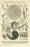 K&ouml;rperbedeckung der Tiere I.-II. Holzstich 1892 Original der Zeit
