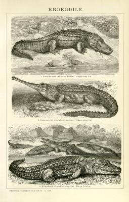 Krokodile Holzstich 1891 Original der Zeit