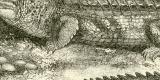 Krokodile historische Bildtafel Holzstich ca. 1892