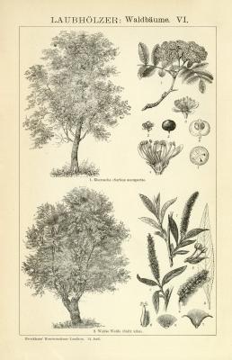 Laubhölzer Waldbäume V. Holzstich 1891 Original der Zeit