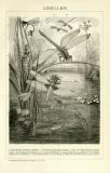 Libellen historische Bildtafel Holzstich ca. 1892