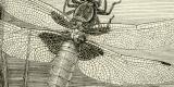 Libellen Holzstich 1891 Original der Zeit