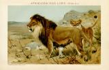 Afrikanischer Löwe Felis leo historische Bildtafel Chromolithographie ca. 1892