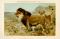 Afrikanischer Löwe Chromolithographie 1891 Original der Zeit