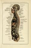 Körper des Menschen Chromolithographie 1892 Original der Zeit