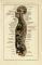 Körper des Menschen Durchschnitt historische Bildtafel Chromolithographie ca. 1892