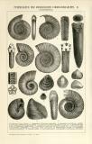 Petrefakten Mesozoische Formation I. - II. Holzstich 1891...