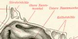 Mund- & Nasenhöhle des Menschen Holzstich 1891 Original der Zeit