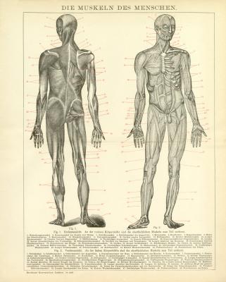 Die Muskeln des Menschen historische Bildtafel Holzstich ca. 1892