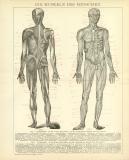 Die Muskeln des Menschen historische Bildtafel Holzstich ca. 1892