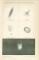Nebelflecke &amp; Sternhaufen Autotypie 1891 Original der Zeit