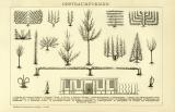 Obstbaumformen historische Bildtafel Holzstich ca. 1892