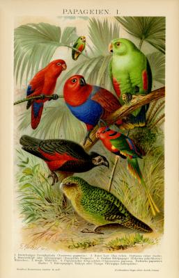 Papageien I. Chromolithographie 1891 Original der Zeit