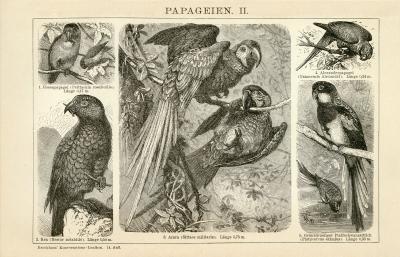 Papageien II. Holzstich 1891 Original der Zeit