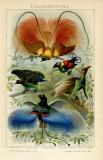 Paradiesvögel historische Bildtafel Chromolithographie ca. 1892