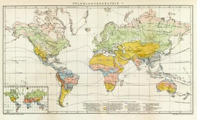 Pflanzengeographie I. Welt Karte Lithographie 1899 Original der Zeit