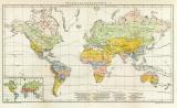 Pflanzengeographie I. Welt Karte Lithographie 1899...