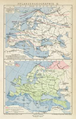 Pflanzengeographie II. Karte Lithographie 1899 Original der Zeit
