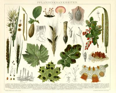 Pflanzenkrankheiten Chromolithographie 1891 Original der Zeit