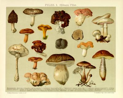 Essbare Pilze Chromolithographie 1891 Original der Zeit