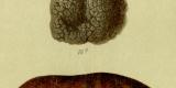 Essbare Pilze historische Bildtafel Chromolithographie ca. 1892