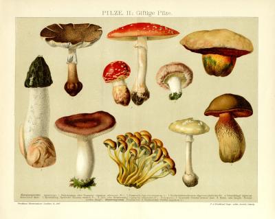Giftige Pilze Chromolithographie 1891 Original der Zeit