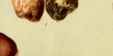 Giftige Pilze Chromolithographie 1891 Original der Zeit