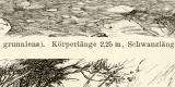 Rinder I. - II. historische Bildtafel Holzstich ca. 1892