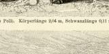 Schafe I. - II. historische Bildtafel Holzstich ca. 1892