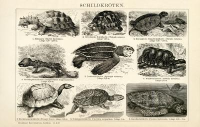 Schildkröten Holzstich 1891 Original der Zeit