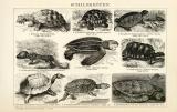 Schildkröten historische Bildtafel Holzstich ca. 1892