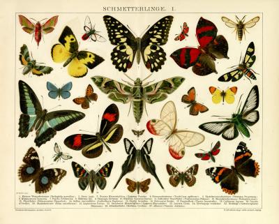 Schmetterlinge I. Chromolithographie 1891 Original der Zeit