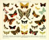 Schmetterlinge II. historische Bildtafel Chromolithographie ca. 1892